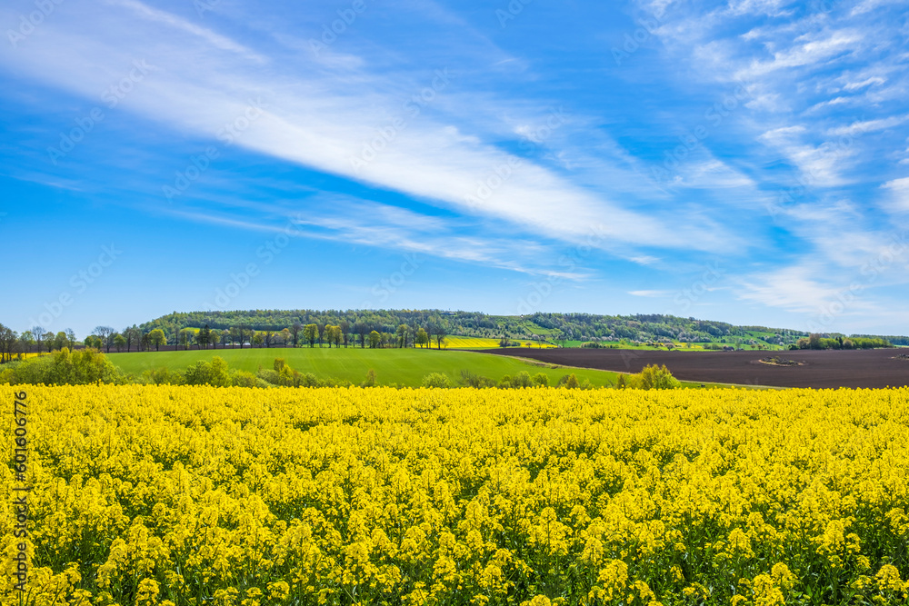 Awesome rural landscape view with a hill and flowering rapeseed