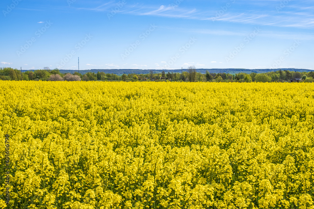 Blooming rapeseed in a field by a beautiful landscape Blooming rapeseed in a field by a beautiful landscape