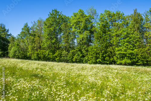Beautiful meadow with flowering Cow parsley flowers © Lars Johansson