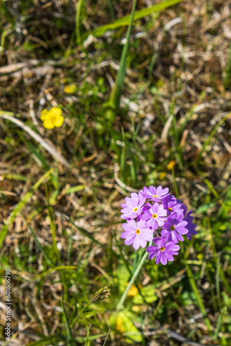 Bird's eye primrose flowers on a sunny meadow photo