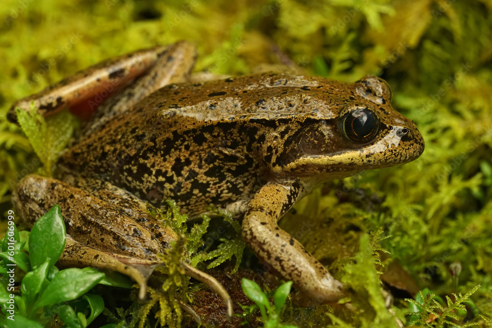 Closup of an endangered adult red-legged frog , Rana aurorae on green moss in Mid Oregon Closup of an endangered adult red-legged frog , Rana aurorae on green moss in Mid Oregon