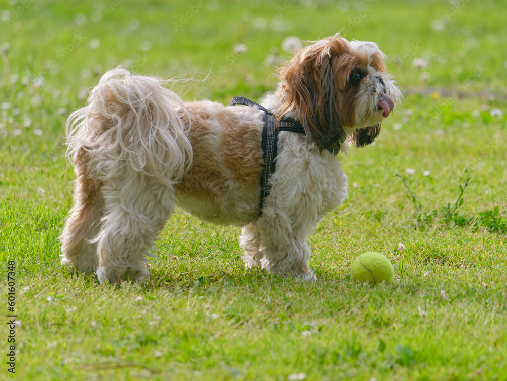 Adorable Shih Tzu dog playing in the park with a ball Adorable Shih Tzu dog playing in the park with a ball