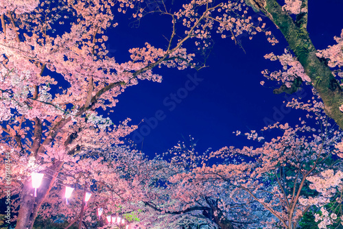 Obraz na plátne イルミネーションの桜とちょうちん　日本