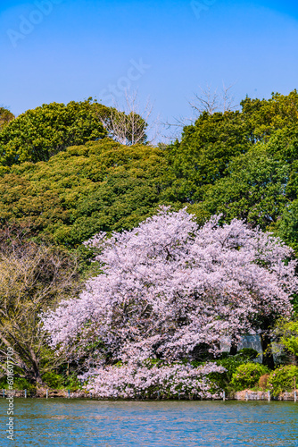 公園の池に咲く桜 東京