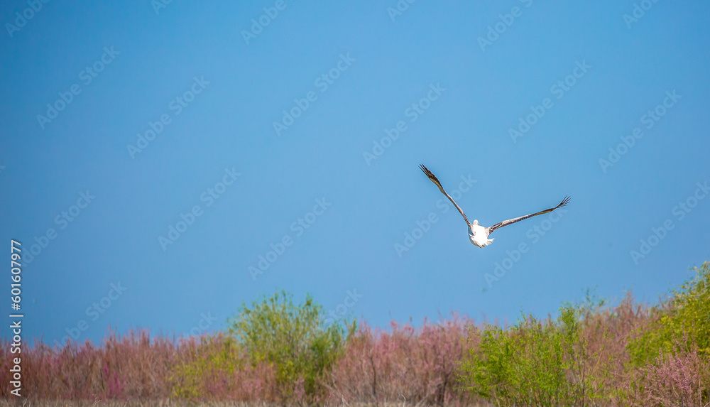 Flying pelicans in the blue sky. Waterfowl at the nesting site. A flock of pelicans walks on a blue lake. Flying pelicans in the blue sky. Waterfowl at the nesting site. A flock of pelicans walks on a blue lake.