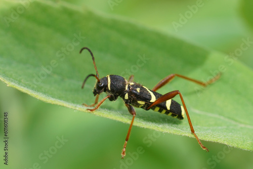Closeup on the colorful wasp mimicking longhorn beetle , Wasp beetle on a green leaf