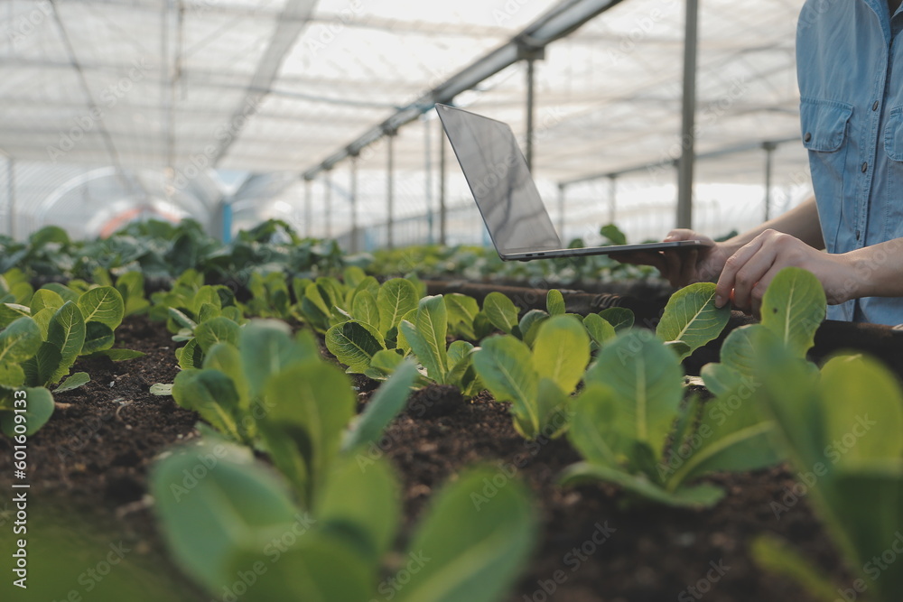 A black female farmer using a tablet smiling friendly at the organic vegetable plots inside the nursery.African woman Taking care of the vegetable plot with happiness in greenhouse using technology. A black female farmer using a tablet smiling friendly at the organic vegetable plots inside the nursery.African woman Taking care of the vegetable plot with happiness in greenhouse using technology.