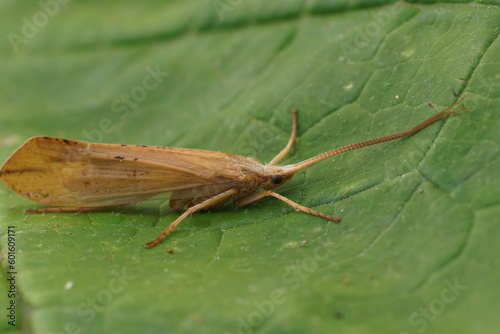 Closerup on an adult large European pale yellow colored Caddis Fly, Grammotaulius nigropunctatus photo