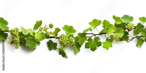 Bush grape or three-leaved wild vine  ivy plant bush on white background 