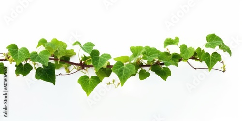 Bush grape or three-leaved wild vine ivy plant bush on white background 