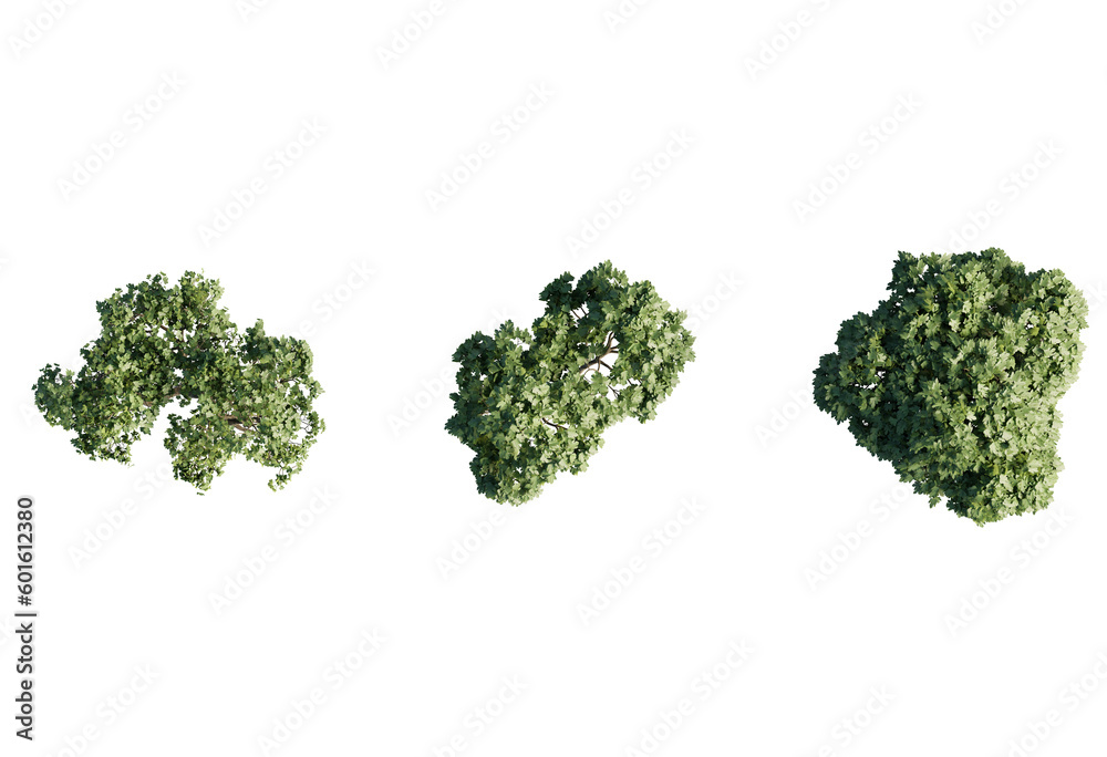 3d Plant Ficus carica Trees Top view Cutout PNG 3d Plant Ficus carica Trees Top view Cutout PNG