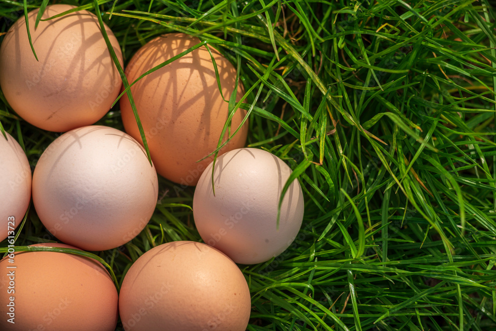 Raw Easter concept white eggs green grass background sunny spring day decoration, banner copy space for text Fresh from farm organic protein superfood chicken egg lying nest, symbol holiday. Raw Easter concept white eggs green grass background sunny spring day decoration, banner copy space for text Fresh from farm organic protein superfood chicken egg lying nest, symbol holiday.