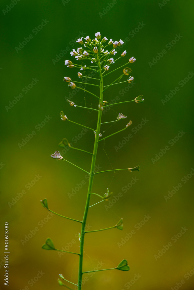 Macro close up Green meadow with Capsella bursa pastoris, Flower of Shepherd's purse. natural background, Wild grass field Green white flower weed heart shape pods medicinal plant. Macro close up Green meadow with Capsella bursa pastoris, Flower of Shepherd's purse. natural background, Wild grass field Green white flower weed heart shape pods medicinal plant.