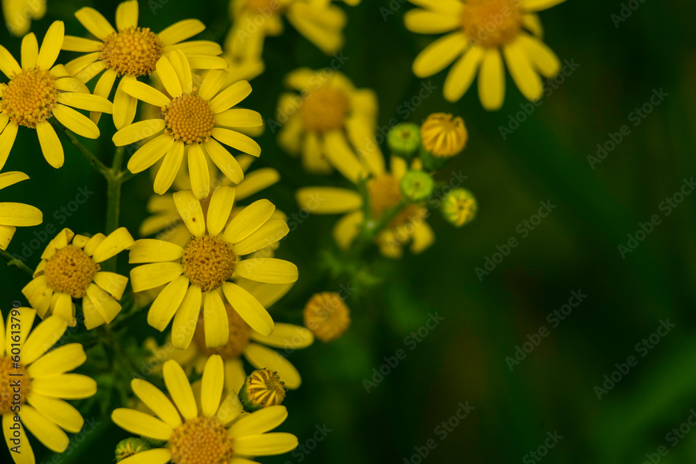 Senecio squalidus Yellow flowers of Oxford ragwort, panoramic view, Jacobaea vulgaris. Floral header daisy family Asteraceae blooming copy space text meadow macro close up UK. Senecio squalidus Yellow flowers of Oxford ragwort, panoramic view, Jacobaea vulgaris. Floral header daisy family Asteraceae blooming copy space text meadow macro close up UK.