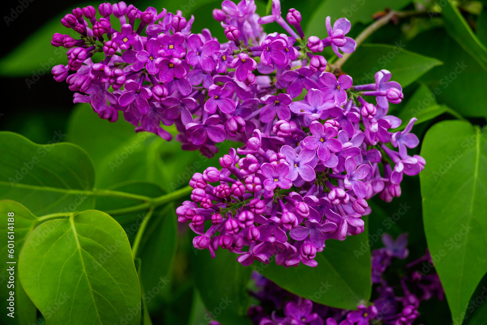 Syringa vulgaris, the lilac or common lilac Blooming purple flowers green background, close up branch Bouquet garden beautiful wallpaper delicate PARFUMS Selective focus cluster smell copy space. Syringa vulgaris, the lilac or common lilac Blooming purple flowers green background, close up branch Bouquet garden beautiful wallpaper delicate PARFUMS Selective focus cluster smell copy space.