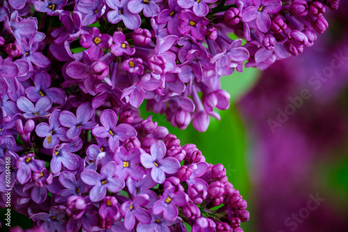 Syringa vulgaris, the lilac or common lilac Blooming purple flowers green background, close up branch Bouquet  garden beautiful wallpaper delicate PARFUMS Selective focus cluster smell copy space.