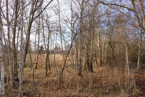Reed landscape on the Bodden near Greifswald in Mecklenburg-Western Pomerania © Dynamoland
