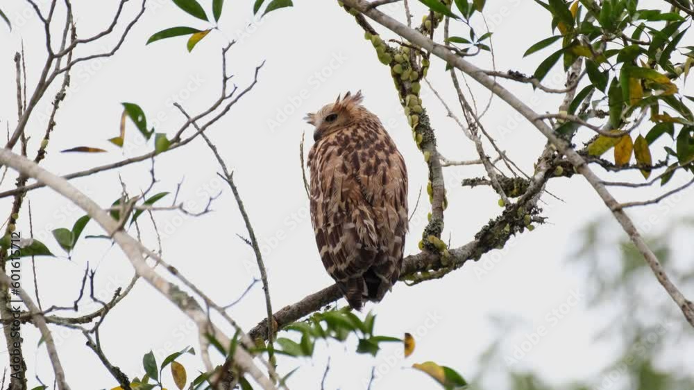 Looking over its left shoulder as seen from its back, Buffy Fish Owl Ketupa ketupu, Thailand Looking over its left shoulder as seen from its back, Buffy Fish Owl Ketupa ketupu, Thailand