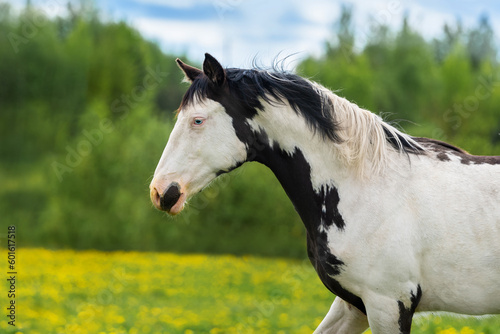 Beautiful overo paint horse stallion in summer photo