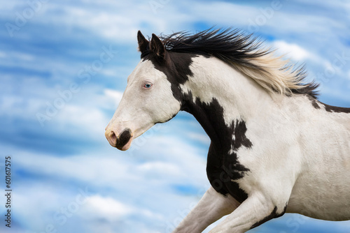 Portrait of beautiful overo paint horse running on the background of the sky
