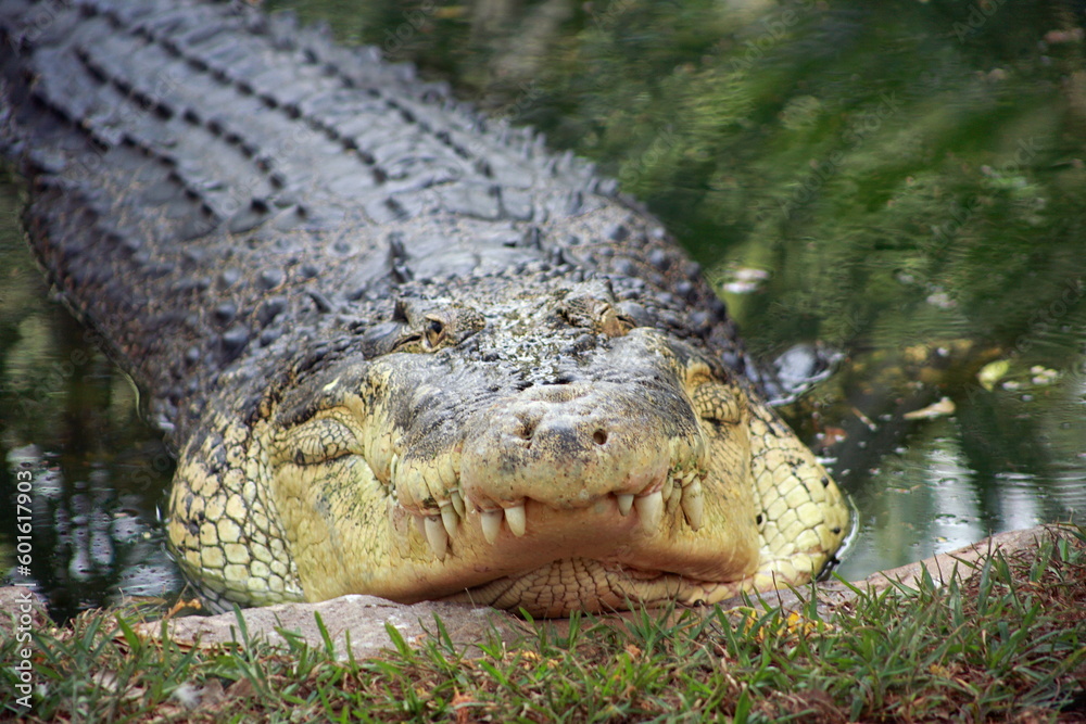 Fototapeta premium Salt Water Crocodile (Crocodylus porosus), the saltwater crocodile is one of the three crocodilians found in India, the other two being the Mugger crocodile and the Gharial.