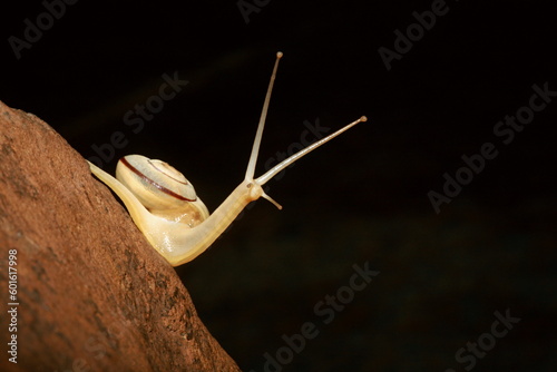 Forest Snail, Monachoides incarnatus, is a species of air-breathing land snail photo