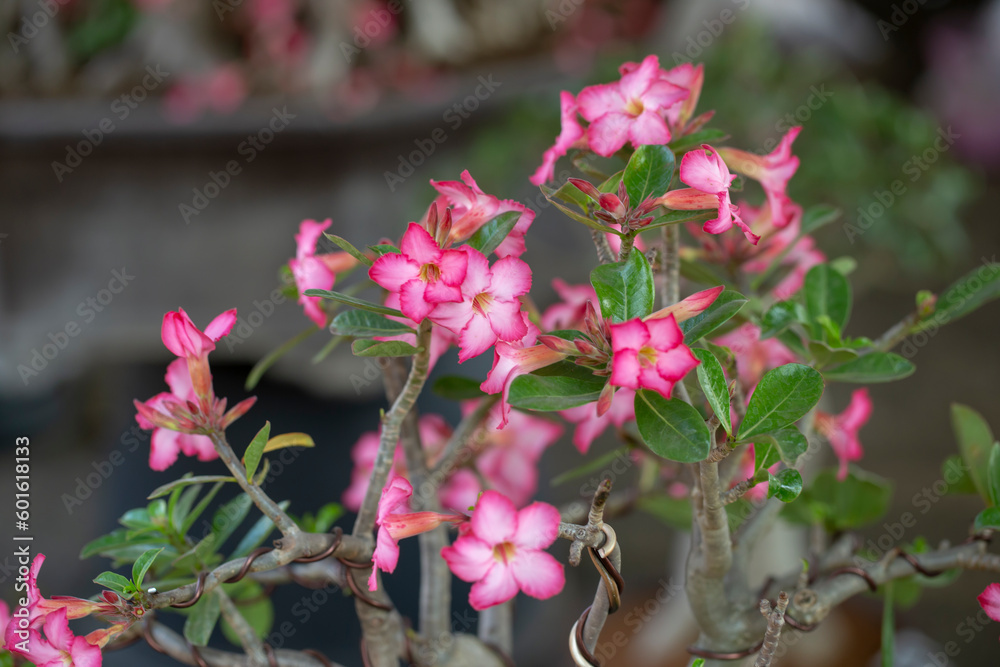 Close up photo of Adenium obesum flower and blurred background.