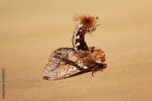 The Lobster Moth (Stauropus fagi) is a moth from the family Notodontidae. The moth has a wingspan ranging from 40 to 70 millimetres and varies in color from grey to green and brown. photo