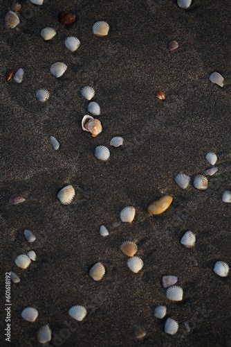 Mixed Sea Shells on Beach, India