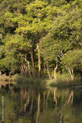 Water body at reserve forest area near kuveshi village, Karnataka, India