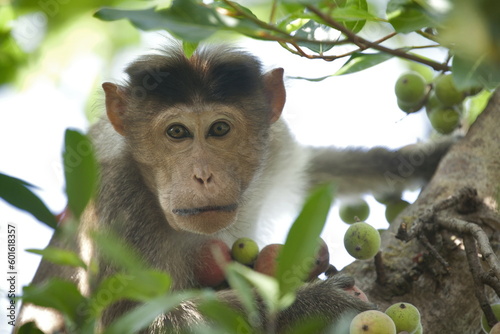 Bonnet macaque in threat display. photo