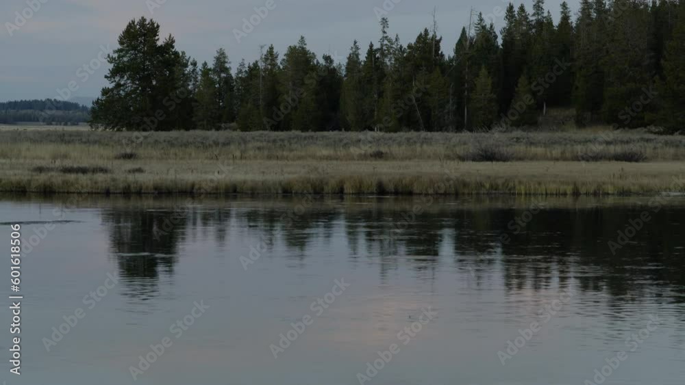 Small trout rising in clam Idaho river at sunset near forest Small trout rising in clam Idaho river at sunset near forest