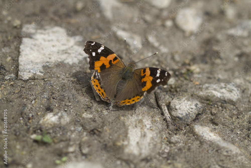 Indian tortoiseshell, Aglais kaschmirensis buuterfly Indian tortoiseshell, Aglais kaschmirensis buuterfly