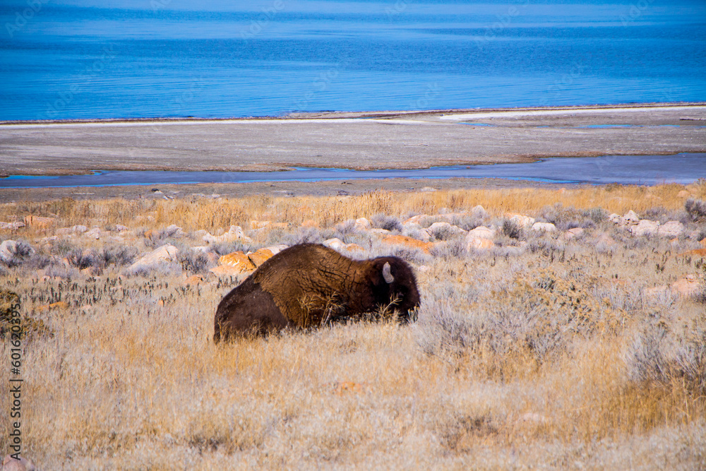 Fototapeta premium Utah