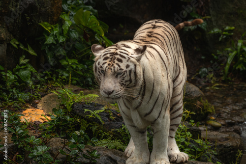 The white tiger or bleached tiger is a pigmentation variant of the Bengal tiger, which is reported in the wild from time to time in the Indian states of Madhya Pradesh, Assam, West Bengal and Bihar © Tatiana Kashko