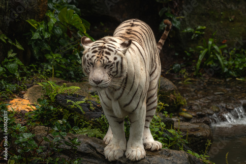 The white tiger or bleached tiger is a pigmentation variant of the Bengal tiger  which is reported in the wild from time to time in the Indian states of Madhya Pradesh  Assam  West Bengal and Bihar