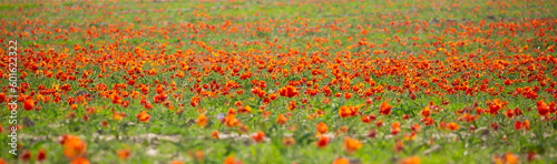 Wild Red Data Book tulips Greig in the fields of Kazakhstan. Spring flowers under the rays of sunlight. Beautiful landscape of nature. Hi spring. Beautiful flowers on a green meadow. © Vera
