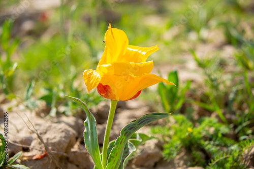 Wild Red Data Book tulips Greig in the fields of Kazakhstan. Spring flowers under the rays of sunlight. Beautiful landscape of nature. Hi spring. Beautiful flowers on a green meadow. photo