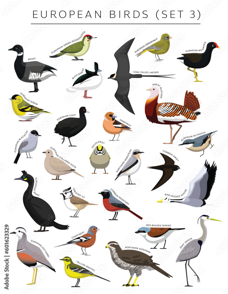 Fototapeta premium European Birds Set Cartoon Vector Character 3 