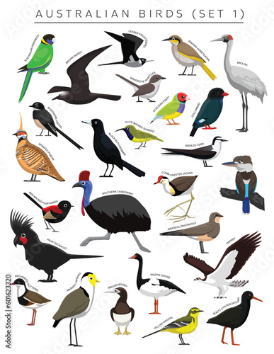 Australian Birds Set Cartoon Vector Character 1 
