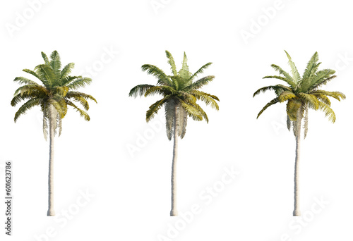 3d Plant Palm cocos nucifera Cutout PNG