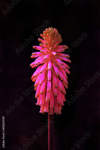 A single pink Kniphofia flower on a dark background