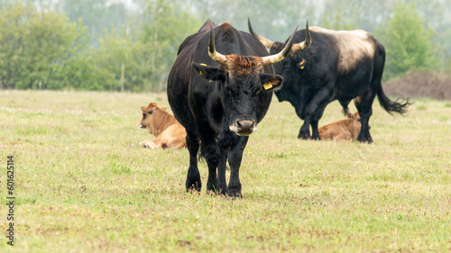 Dutch Taurus bull walks through the Maashorst nature reserve in Brabant, the Netherlands photo