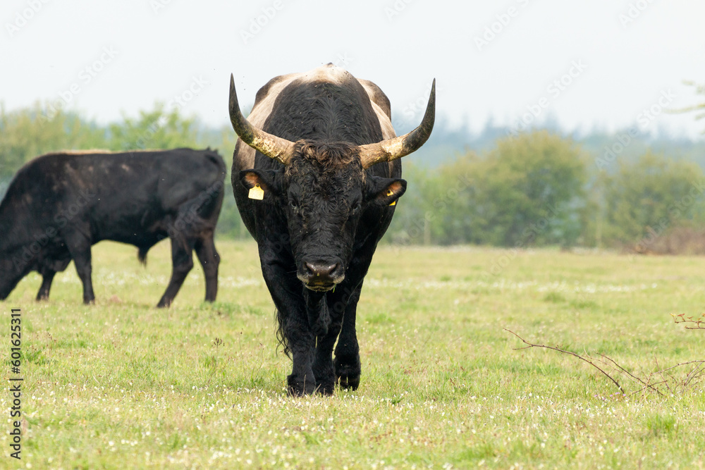 Tauros bull walking in Dutch Nature landscape in the Maashorst in Brabant, The Netherlands Tauros bull walking in Dutch Nature landscape in the Maashorst in Brabant, The Netherlands