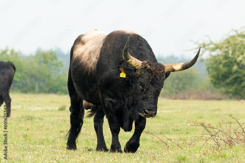 Dutch Taurus bull walking in the Maashorst in Brabant, the Netherlands