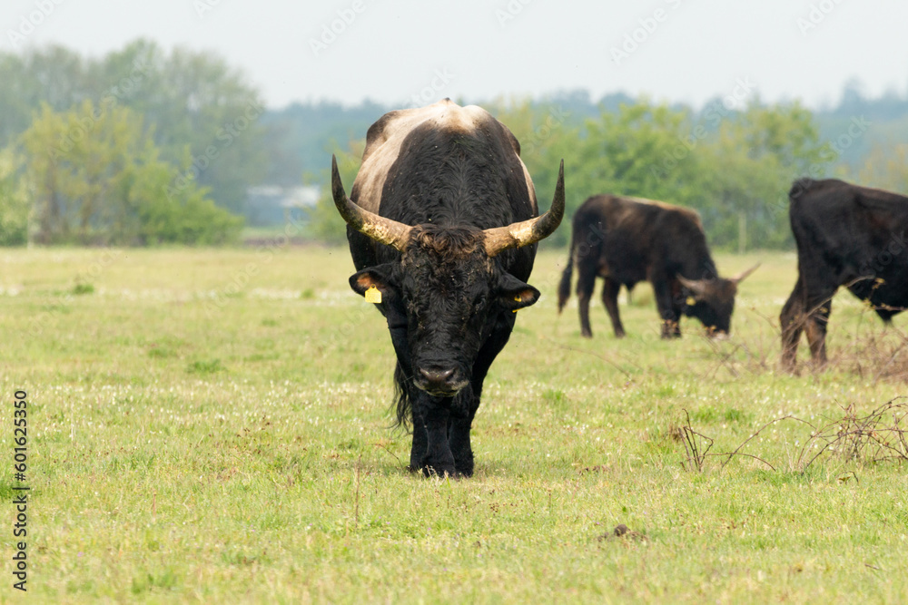 Tauros bull standing in the Maashorst in the province of Brabant in the Netherlands, Europe