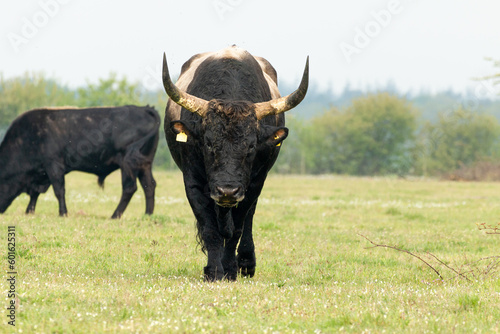 Fototapeta Naklejka Na Ścianę i Meble -  Tauros bull walking in Dutch Nature landscape in the Maashorst in Brabant, The Netherlands