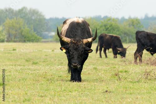 Tauros bull standing in the Maashorst in the province of Brabant in the Netherlands, Europe