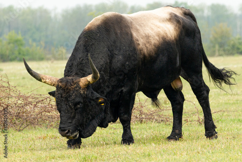 Taurus bull walks through the Maashorst nature reserve in Brabant, the Netherlands