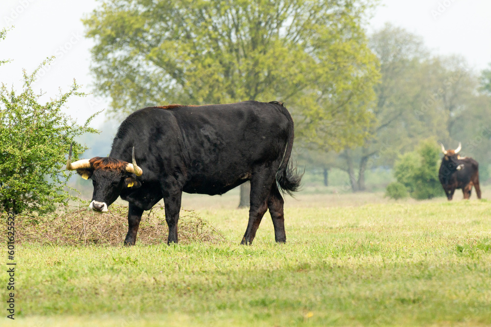 Tauros bull standing in the Maashorst in the province of Brabant in the Netherlands, Europe Tauros bull standing in the Maashorst in the province of Brabant in the Netherlands, Europe